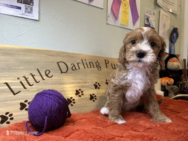 Purple Prince  – Goldendoodle puppy for sale in Falcon, CO