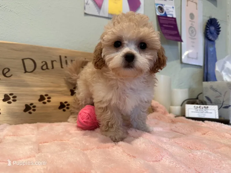 Pink Blossom  – Shihpoo puppy for sale in Falcon, CO
