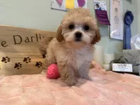 Pink Blossom , a female Shihpoo for sale in Falcon, CO – 1 of 4