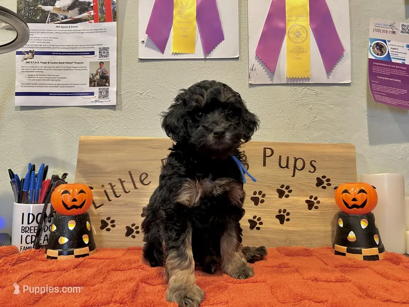 Buddy Boy Blue  – Goldendoodle puppy for sale in Falcon, CO