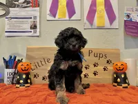 Buddy Boy Blue , a male Goldendoodle for sale in Falcon, CO – 1 of 3