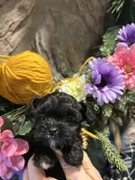 Yellow, a female Shihpoo for sale in Falcon, CO – 2 of 2