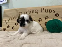 Juniper clouds boy, a male Shihpoo for sale in Falcon, CO – 2 of 4
