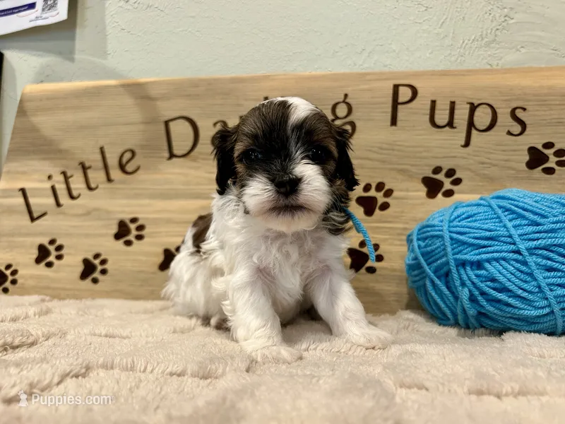Robins Egg Boy Blu – Shihpoo puppy for sale in Falcon, CO