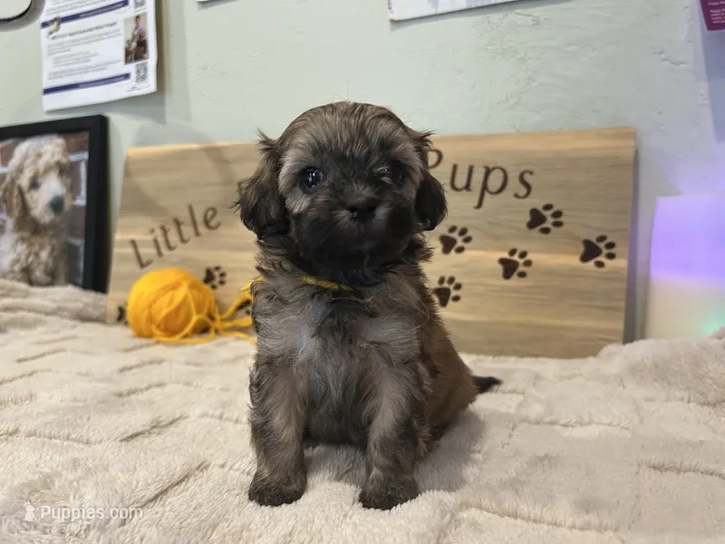 Browned goldenrod boy – Shihpoo puppy for sale in Falcon, CO