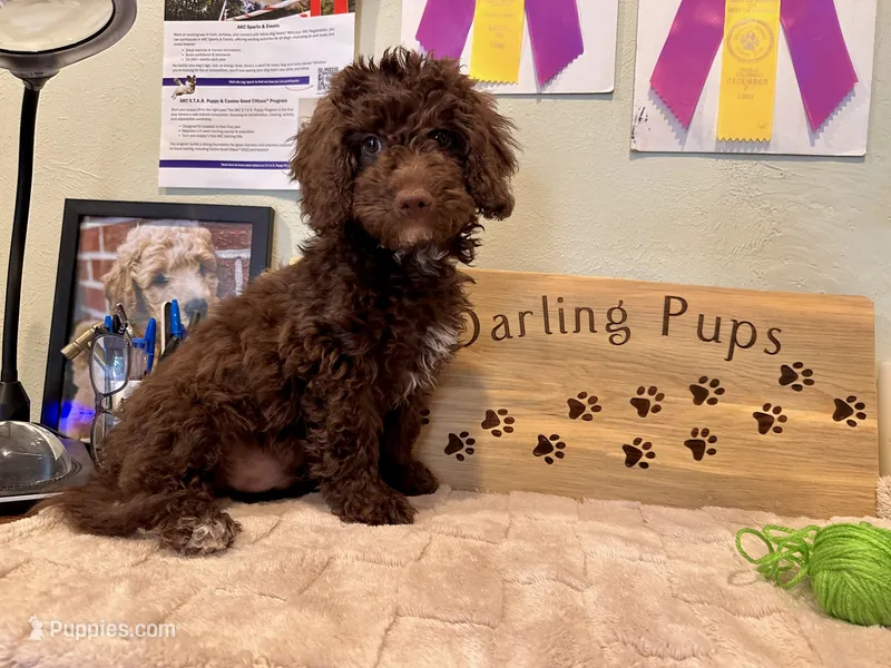 Lime green mini  – Goldendoodle puppy for sale in Falcon, CO