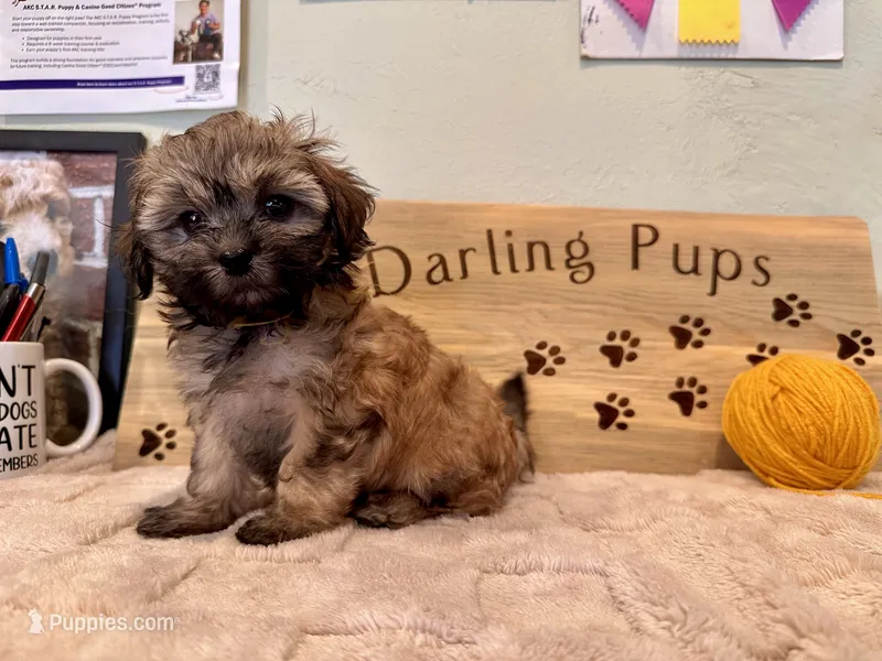 Browned goldenrod boy – Shihpoo puppy for sale in Falcon, CO