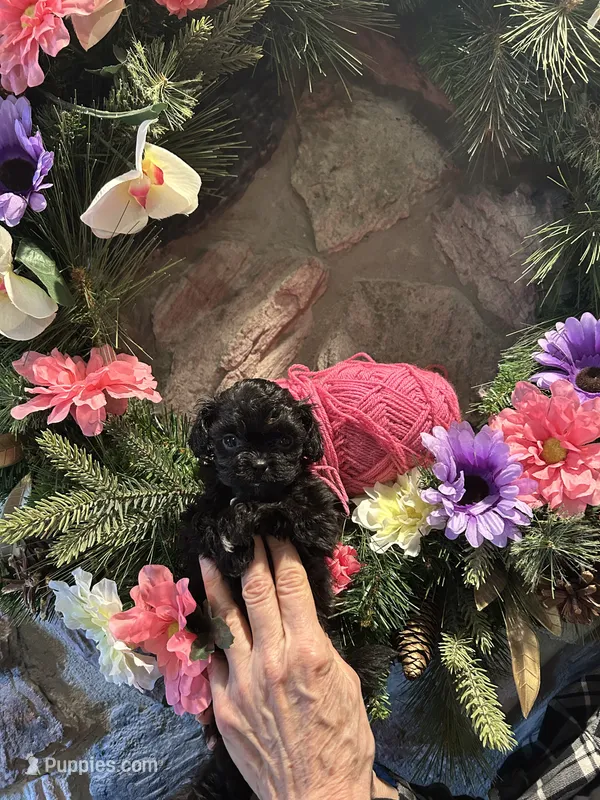 Pink – Shihpoo puppy for sale in Falcon, CO
