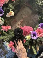 Pink, a female Shihpoo for sale in Falcon, CO – 1 of 2