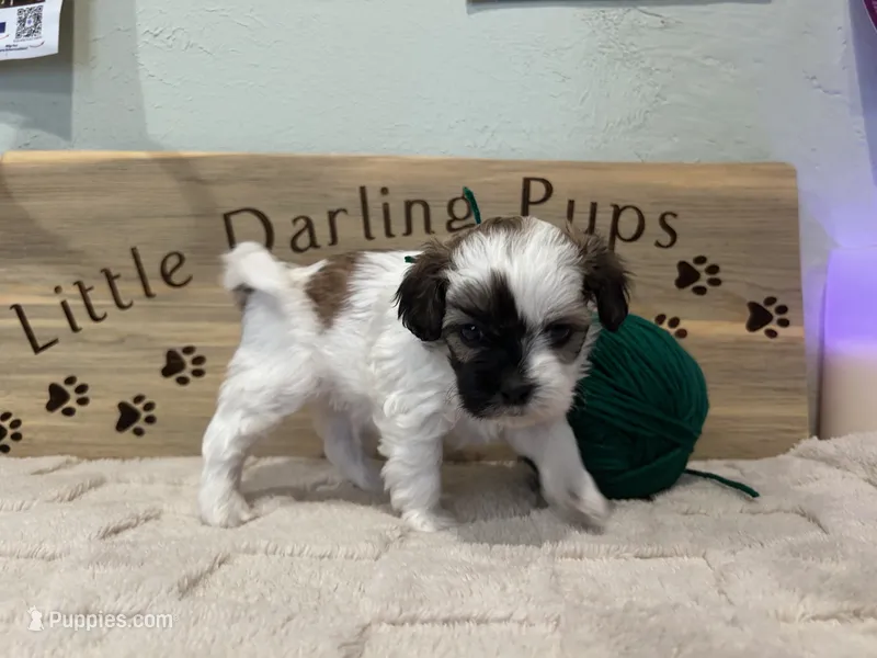 Juniper clouds boy – Shihpoo puppy for sale in Falcon, CO