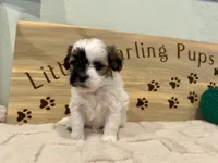 Juniper clouds boy, a male Shihpoo for sale in Falcon, CO – 4 of 4