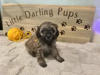 Browned goldenrod boy, a male Shihpoo for sale in Falcon, CO – 4 of 4