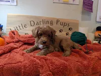 Emerald Knight, a male Goldendoodle for sale in Falcon, CO – 1 of 1