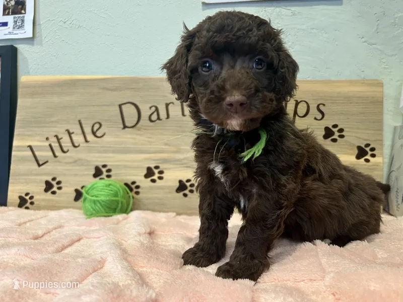 Lime green  – Goldendoodle puppy for sale in Falcon, CO
