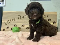 Lime green , a male Goldendoodle for sale in Falcon, CO – 1 of 1