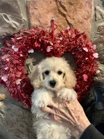 Perky Yorkie Poo , a male Yorkipoo for sale in Falcon, CO – 3 of 4