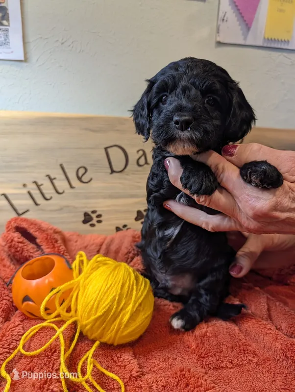 Citrine Squire  – Goldendoodle puppy for sale in Falcon, CO