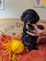 Citrine Squire , a male Goldendoodle for sale in Falcon, CO – 1 of 1