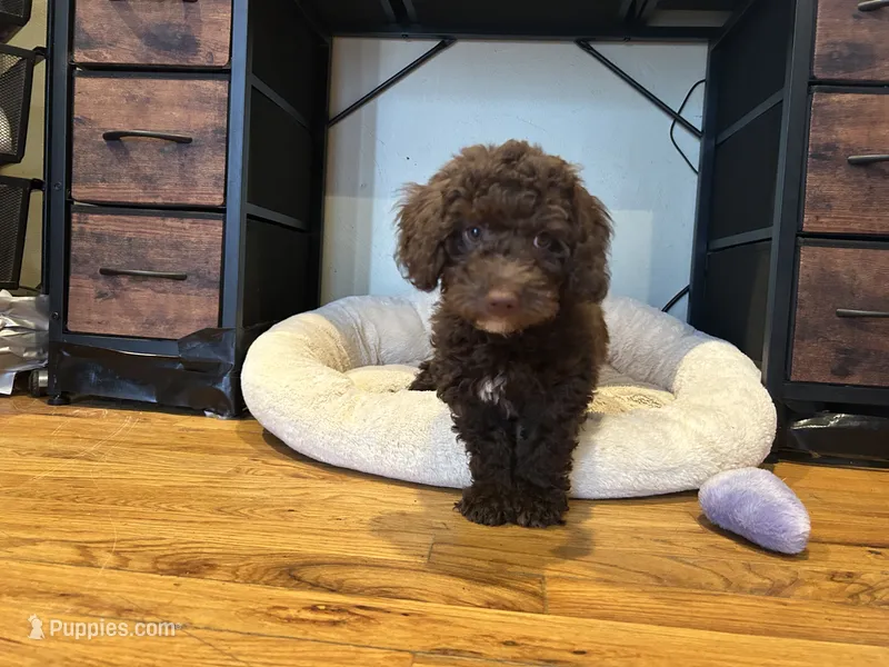 Lime green mini  – Goldendoodle puppy for sale in Falcon, CO
