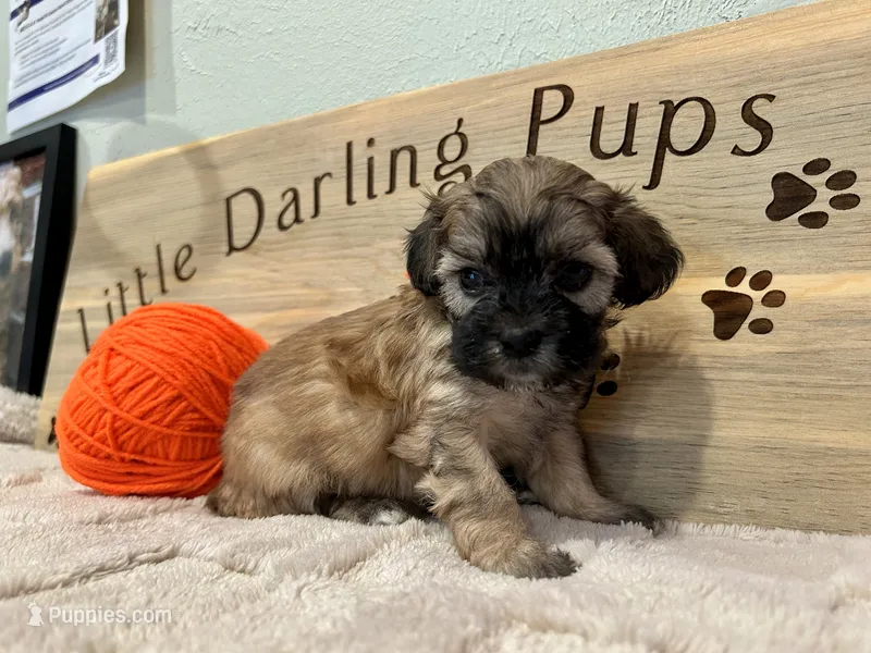 Burnt orange boy  – Shihpoo puppy for sale in Falcon, CO