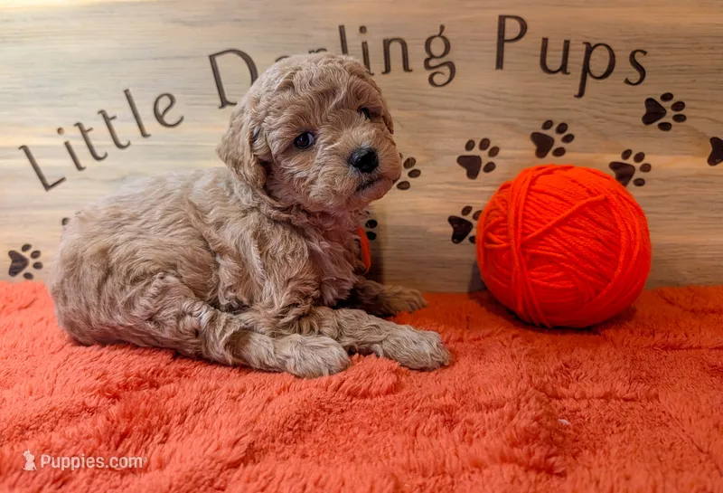 Apricot  – Goldendoodle puppy for sale in Falcon, CO