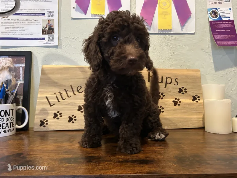 Pinkie pie mini  – Goldendoodle puppy for sale in Falcon, CO
