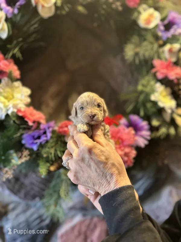 Red – Miniature Goldendoodle puppy for sale in Falcon, CO