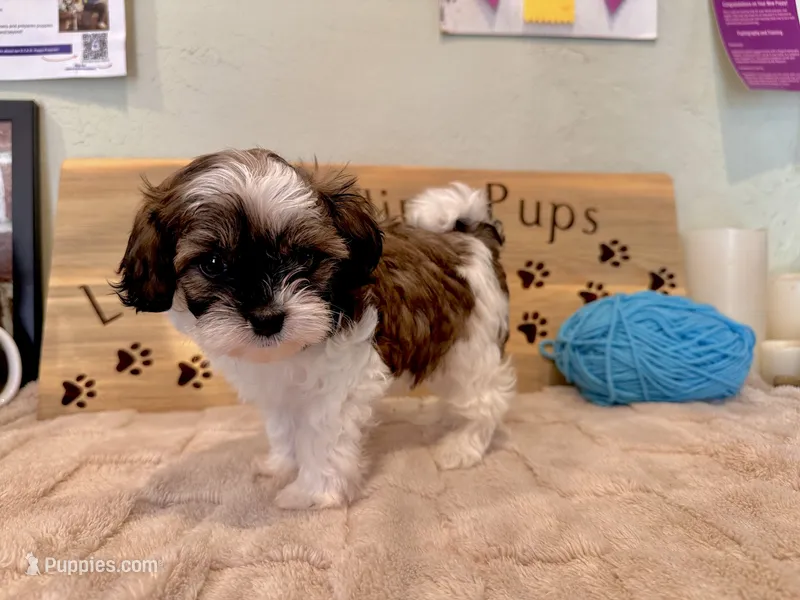 Robins Egg Boy Blu – Shihpoo puppy for sale in Falcon, CO