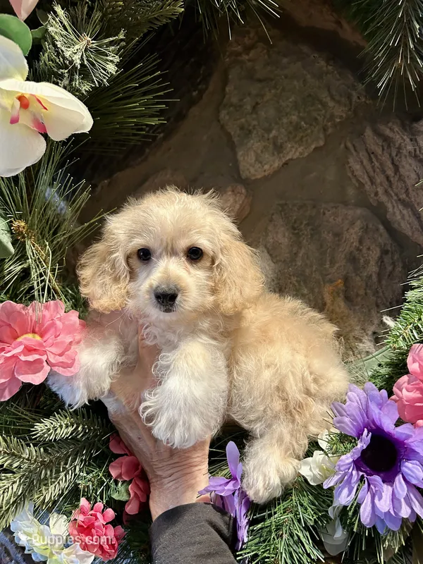 Perky Yorkie Poo  – Yorkipoo puppy for sale in Falcon, CO