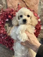 Perky Yorkie Poo , a male Yorkipoo for sale in Falcon, CO – 2 of 4