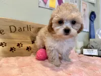 Pink Blossom , a female Shihpoo for sale in Falcon, CO – 2 of 4