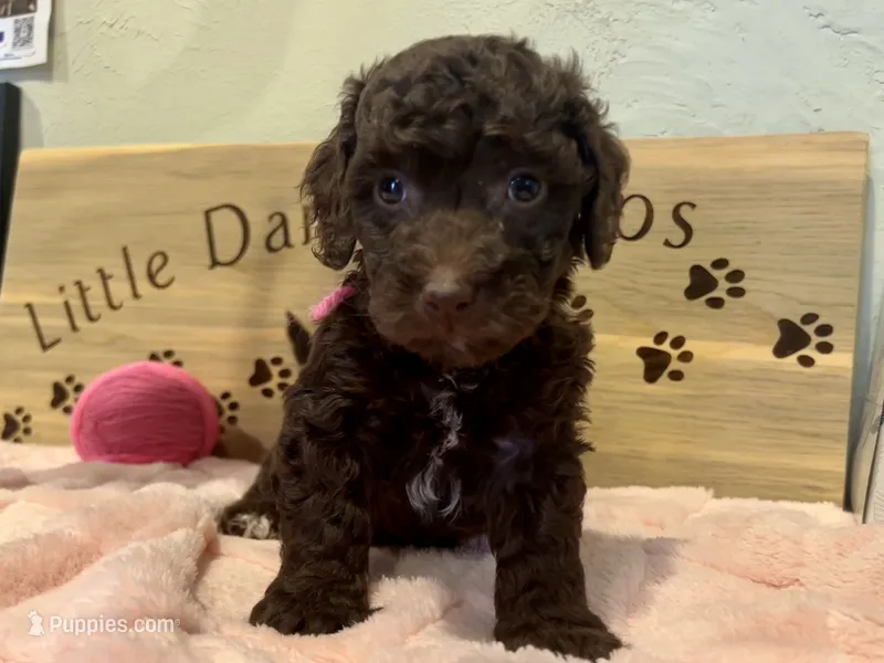 Pinkie pie – Goldendoodle puppy for sale in Falcon, CO