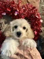 Perky Yorkie Poo , a male Yorkipoo for sale in Falcon, CO – 4 of 4