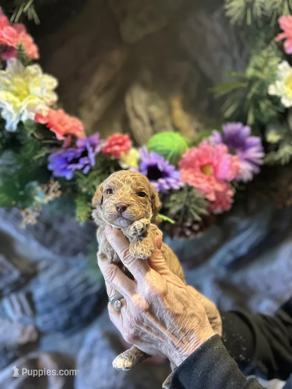 Green – Miniature Goldendoodle puppy for sale in Falcon, CO