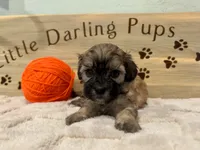 Burnt orange boy , a male Shihpoo for sale in Falcon, CO – 2 of 2