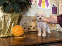 Yellow, a female Miniature Goldendoodle for sale in Falcon, CO – Photo 4 of 4