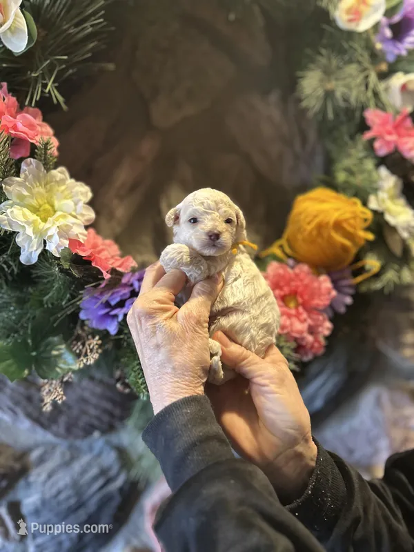 Yellow – Miniature Goldendoodle puppy for sale in Falcon, CO