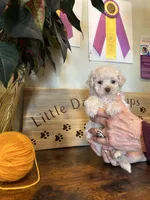 Yellow, a female Miniature Goldendoodle for sale in Falcon, CO – Photo 3 of 4