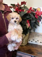 Yellow, a female Miniature Goldendoodle for sale in Falcon, CO – Photo 2 of 4