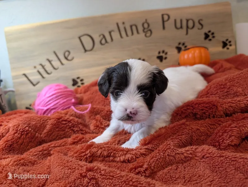 Strawberry shortcake  – Shihpoo puppy for sale in Falcon, CO