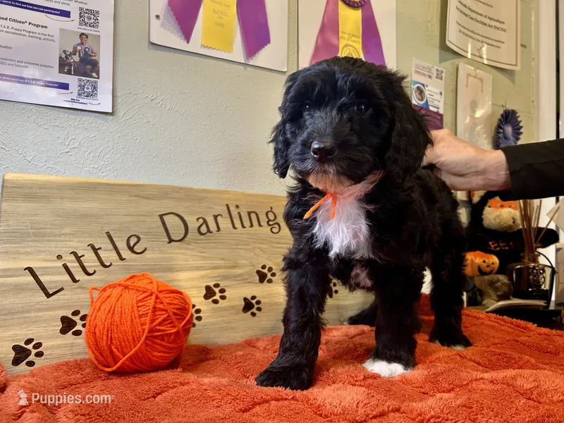 Tangerine Jester – Goldendoodle puppy for sale in Falcon, CO