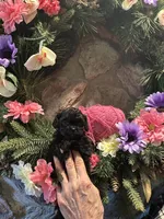 Pink, a female Shihpoo for sale in Falcon, CO – 2 of 2