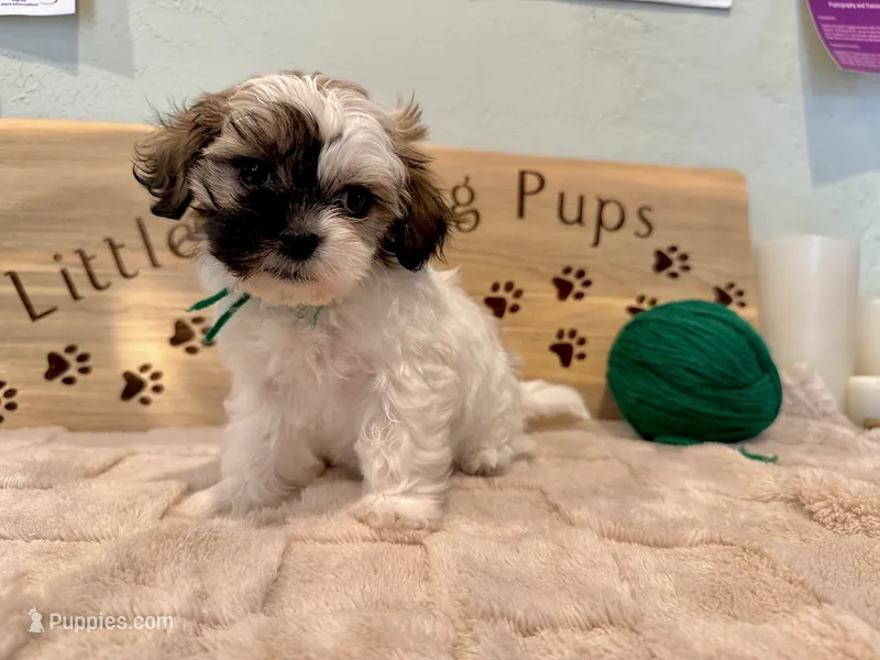 Juniper clouds boy – Shihpoo puppy for sale in Falcon, CO