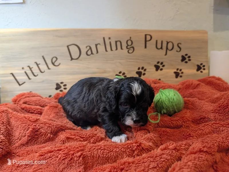 Shamrock Shake – Shihpoo puppy for sale in Falcon, CO