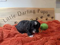 Shamrock Shake, a male Shihpoo for sale in Falcon, CO – 1 of 1