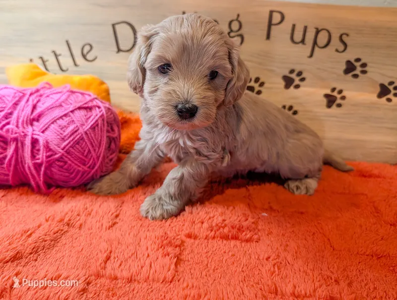 Pinkie Pie – Goldendoodle puppy for sale in Falcon, CO