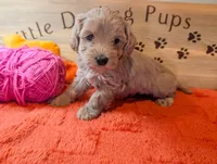 Pinkie Pie, a female Goldendoodle for sale in Falcon, CO – 1 of 1
