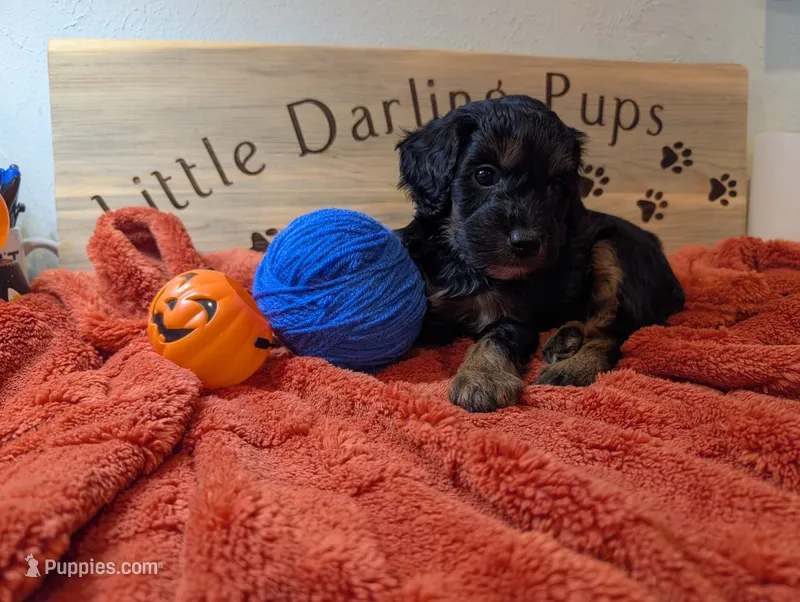 Sapphire King  – Goldendoodle puppy for sale in Falcon, CO