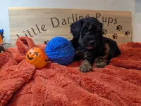 Sapphire King , a male Goldendoodle for sale in Falcon, CO – 1 of 1