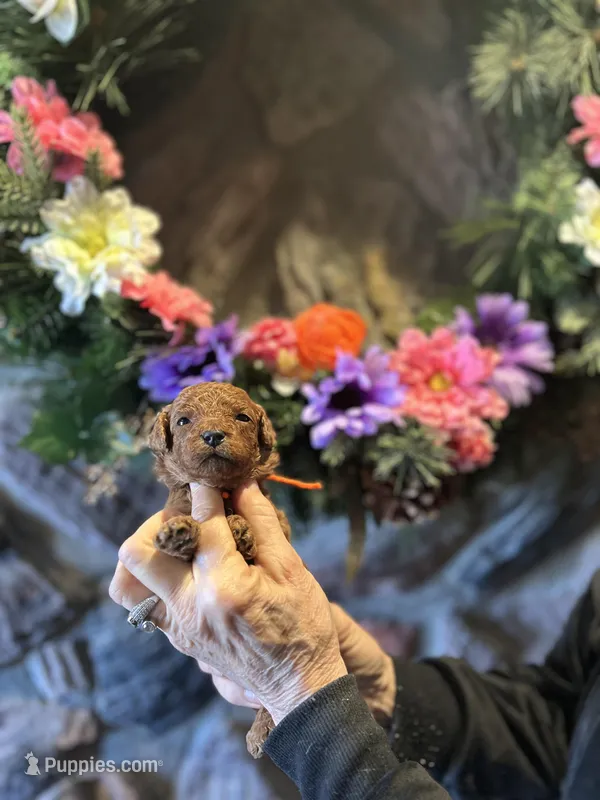 Orange  – Miniature Goldendoodle puppy for sale in Falcon, CO